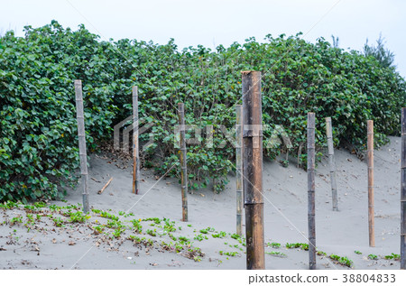 Takeko, bamboo chopsticks, nori seaweed, nori seaweed 38804833
