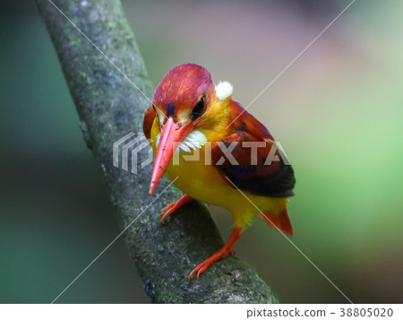 Rufous-backed Kingfisher Red-tailed Kingfisher 2 38805020