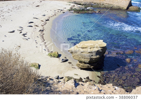 Herd of seals on the coast of La Jolla in San Diego, California, USA Herd of seals on the coast of La Jolla in San Diego, California, USA 38806037