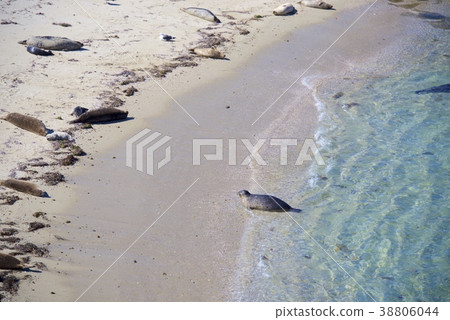 Herd of seals on the coast of La Jolla in San Diego, California, USA 38806044