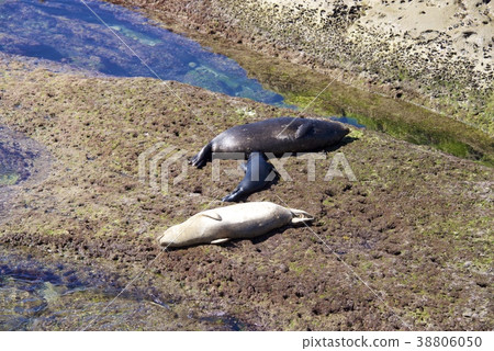 Herd of seals on the coast of La Jolla in San Diego, California, USA Herd of seals on the coast of La Jolla in San Diego, California, USA 38806050