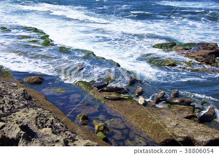Herd of seals on the coast of La Jolla in San Diego, California, USA Herd of seals on the coast of La Jolla in San Diego, California, USA 38806054