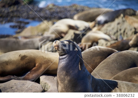 海獅群在拉霍亞海岸的在聖地亞哥，加利福尼亞，美國 38806232