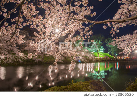 在高田城堡的櫻花在晚上 38806520