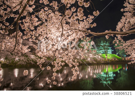 Cherry blossoms at Takada castle at night 38806521