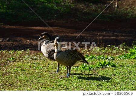 Pair of hawaiian gun Pair of hawaiian gun 38806569