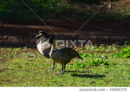 Pair of hawaiian gun 38806570