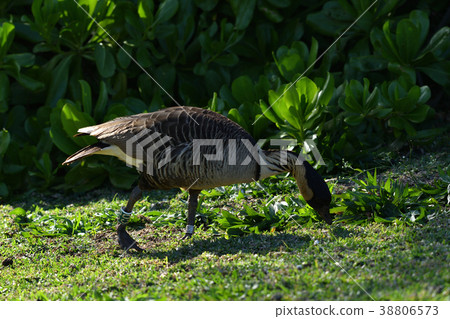 夏威夷槍餵 38806573