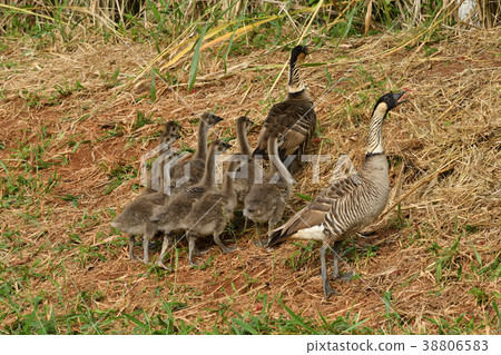 夏威夷的Bird Nene的家庭 38806583