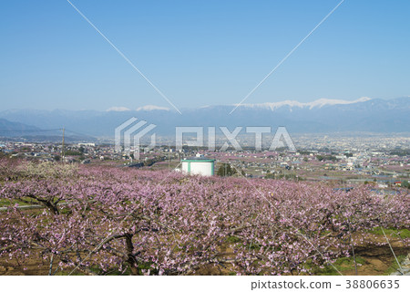 Southern Alps and peach flowers in full bloom 38806635