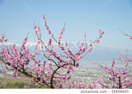 Southern Alps and peach flowers in full bloom 38806695