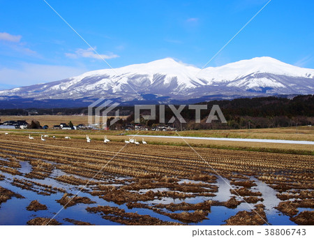 天鵝和鳥海山 天鵝和鳥海山 38806743