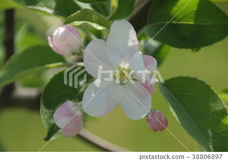 Apple flowers 38806897