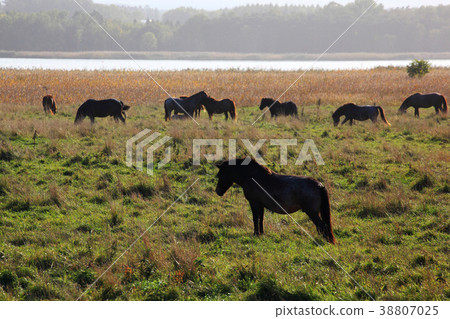 Hokkaido Koshimizu Flower Garden Hokkaido Koshimizu Flower Garden 38807025