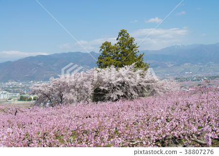 Peach blossoms and cherry blossoms in full bloom Peach blossoms and cherry blossoms in full bloom 38807276