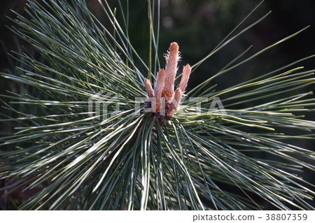 Pine shoots 38807359