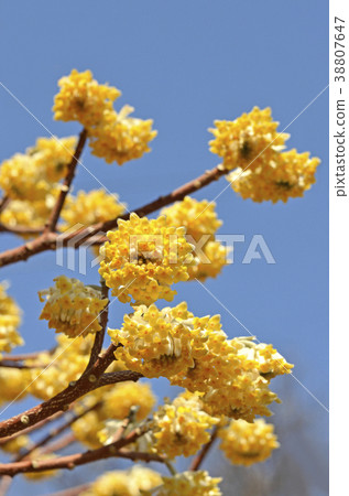 Mitumata花 Mitumata花 38807647