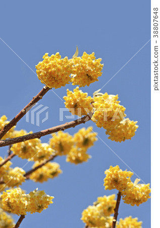 Mitumata花 Mitumata花 38807648