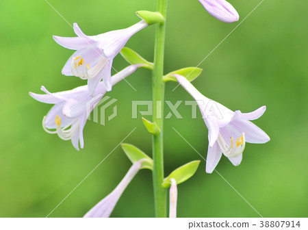 Gribous Flower-22179 38807914