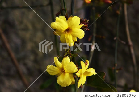 Ouba mododuki Ouba mododuki 38808070
