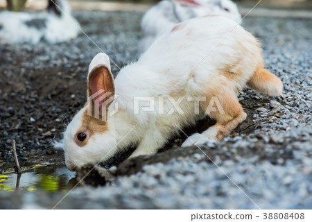 Rabbit, lovely animal and pet in the garden 38808408
