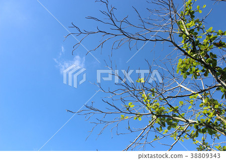 Branches of tree on sky background. Branches of tree on sky background. 38809343