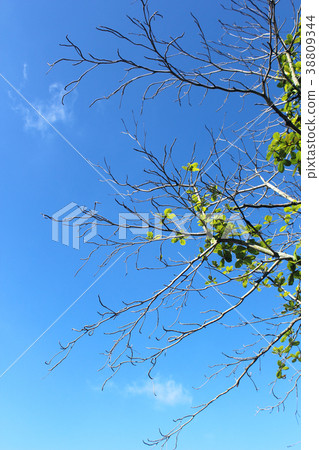 Branches of tree on sky background. Branches of tree on sky background. 38809344