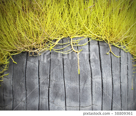 The roots of the plants on the rocks 38809361