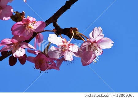 Sakura flower 38809363