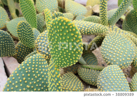 Beautiful cactus Beautiful cactus 38809389