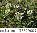 Hama Boss (Primulaceae) 38809603