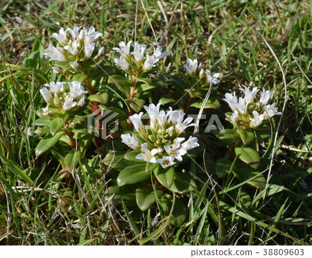 Hama Boss (Primulaceae) 38809603