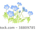 Nemophila (Rurikaraxa) 38809785