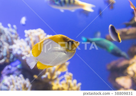 Kasumi蝴蝶 38809831