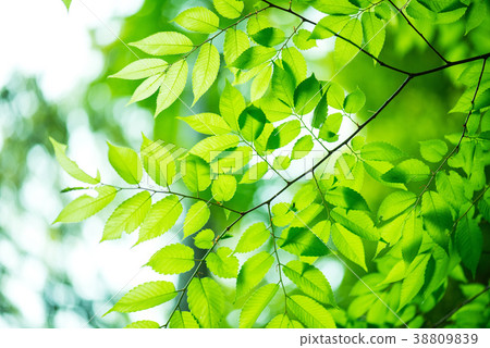 Fresh green Fresh green 38809839