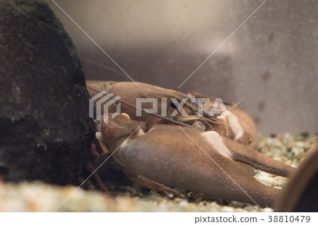 內田小龍蝦 38810479