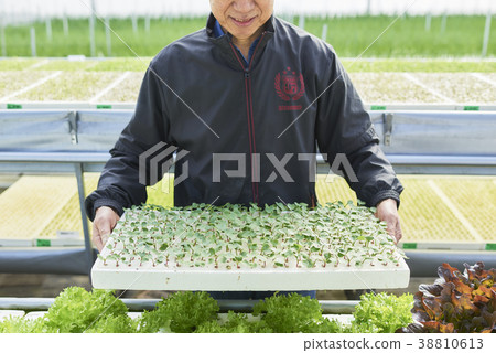 Senior man working in a house 38810613