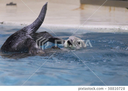 海獺 38810728