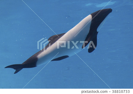 Dolphin dolphin Dolphin dolphin 38810733