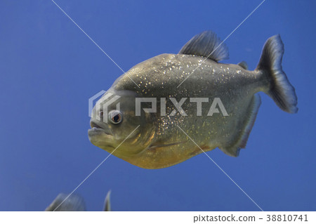 Piranha · Nutley 38810741