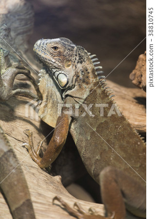 Green iguana 38810745