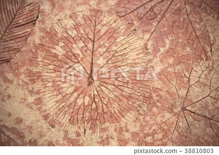 marks of leaf on the concrete marks of leaf on the concrete 38810803