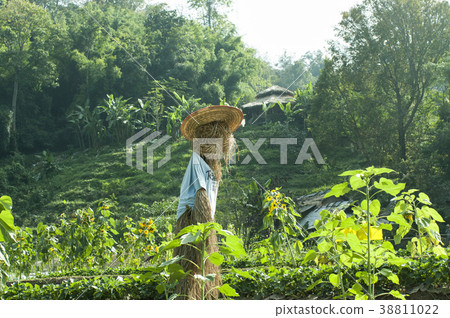 scarecrow, straw man at the farm scarecrow, straw man at the farm 38811022