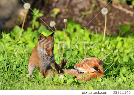 Kita狐狸的孩子們 Kita狐狸的孩子們 38811145