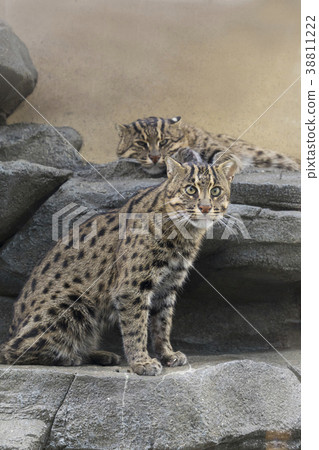 Snowdragon Snowdragon 38811222