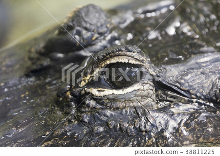 Crocodile's eye Crocodile's eye 38811225