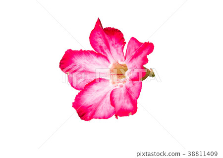 Azalea flower red flower petal on white background Azalea flower red flower petal on white background 38811409