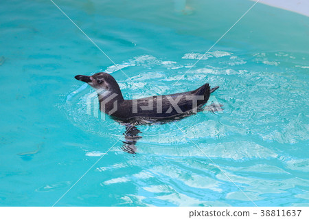 Magellan penguin kid water show Magellan penguin kid water show 38811637