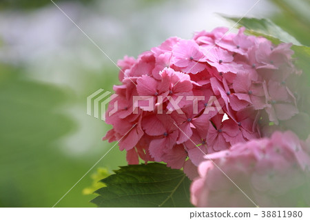 Adachi-ku Kita Ayase Hydrangea of Shobunuma Park 38811980