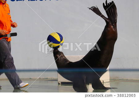 Sea lion show, Shinagawa aquarium 38812003